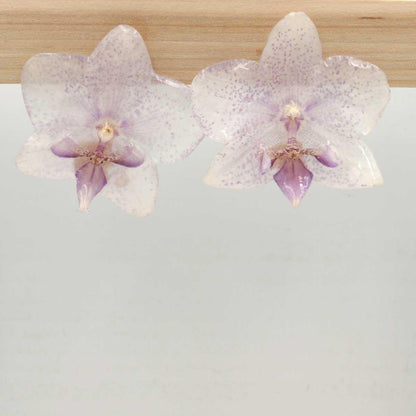 Orecchini Colombia con orchidee naturales